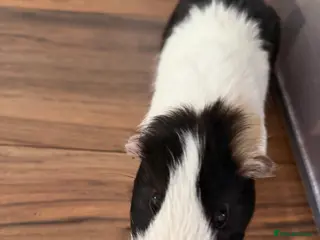 English rabbits 2 male guinea pigs - Advert 1