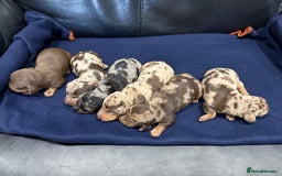 Miniature Dachshund dogs for sale: Miniature Dachshund puppies KC Reg Health tested - Image 2
