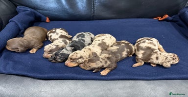 Miniature Dachshund dogs - Advert 13