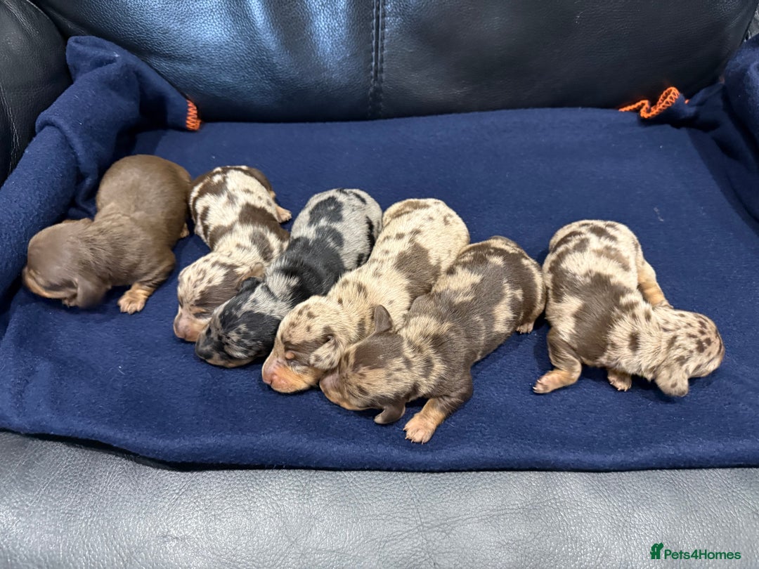 Miniature Dachshund dogs for sale: Miniature Dachshund puppies KC Reg Health tested - Image 2