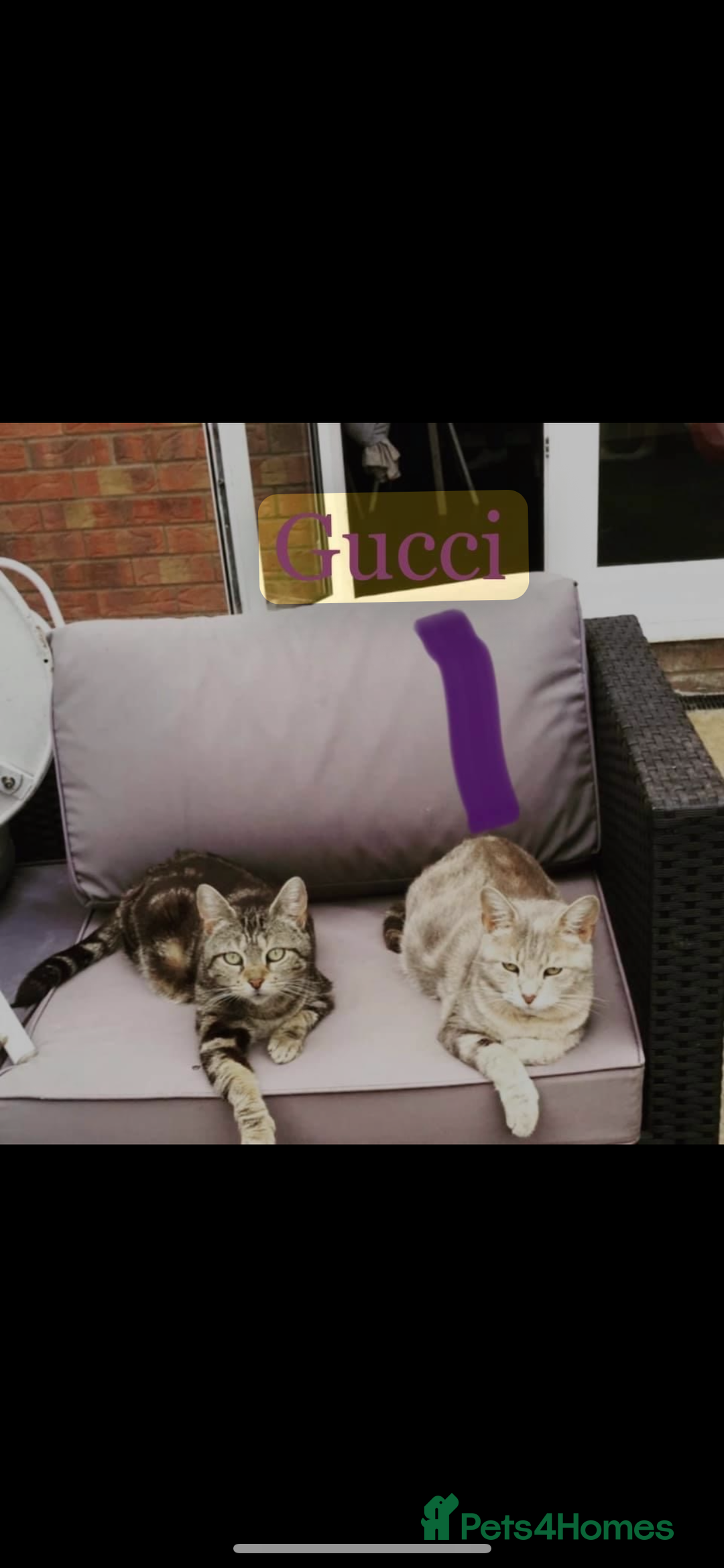 Mixed Breed cats for sale: 7 Beautiful tabby x British Short Hair ready - Image 17