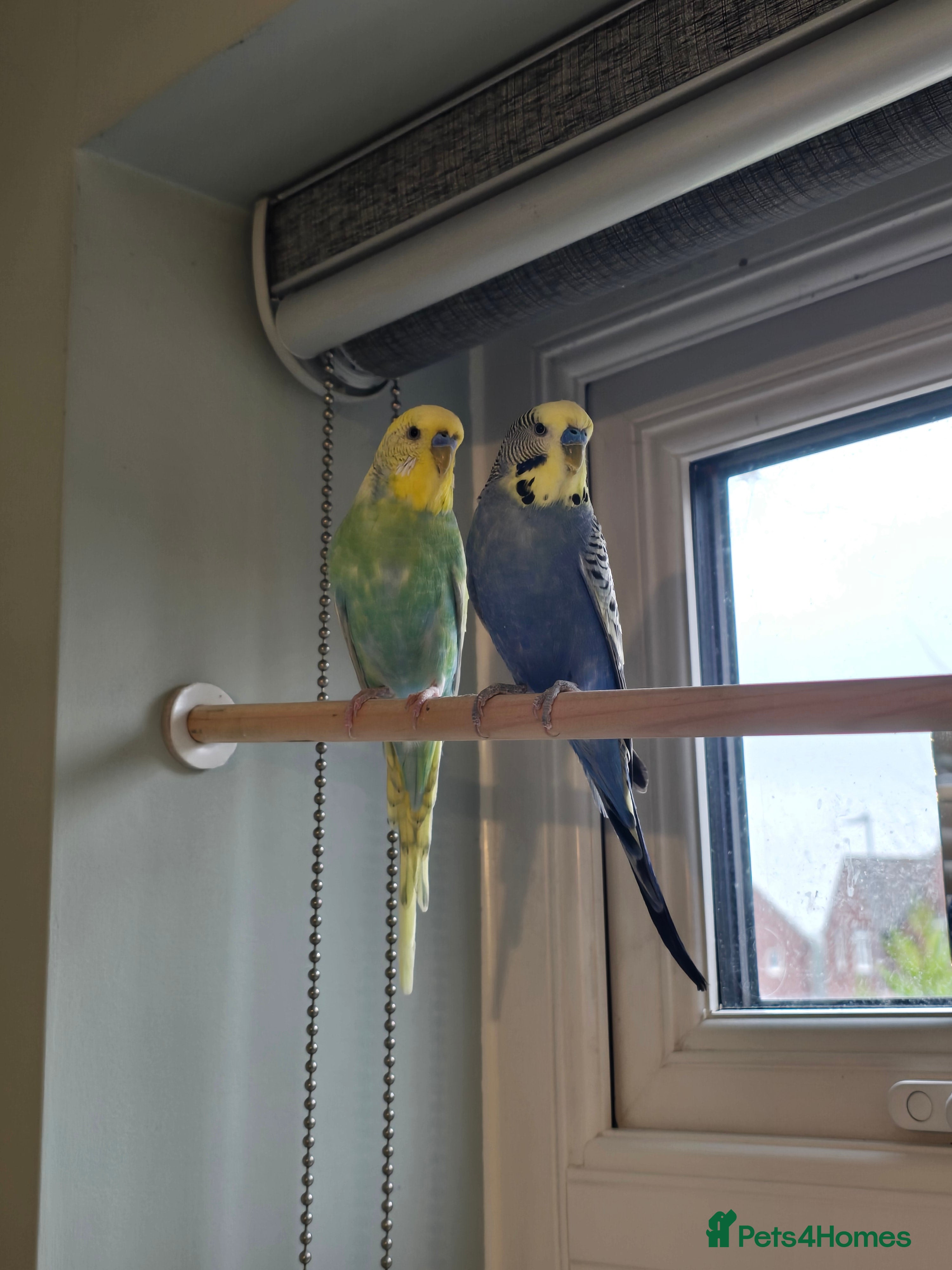 Budgerigars birds 2 x male budgies  - Advert 1