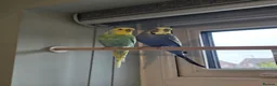 Budgerigars birds for sale: 2 x male budgies  - Advert 1