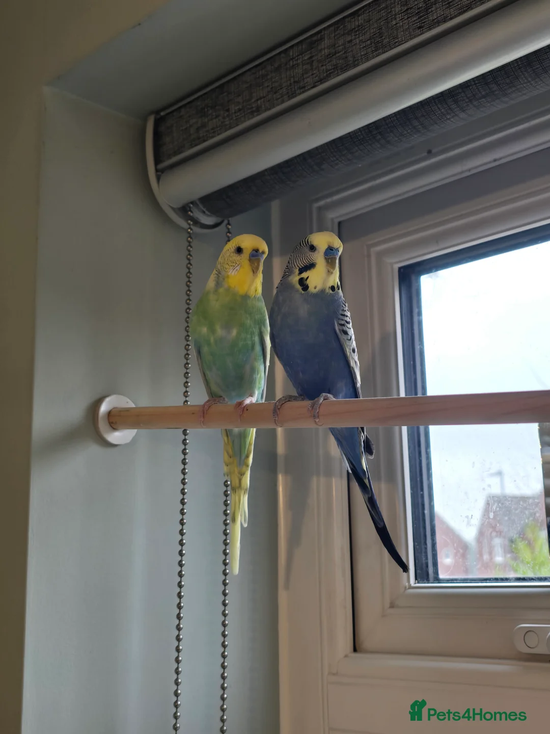 Budgerigars birds for sale: 2 x male budgies  - Advert 1