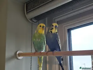 Budgerigars birds 2 x male budgies - Advert 3