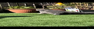 British Shorthair Kitten 3