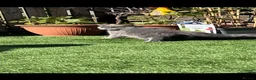 British Shorthair cats for sale: Beautiful British shorthair kitties  - Advert 14