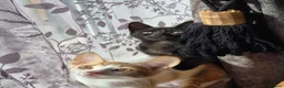 Mixed Breed cats for sale: KITTENS READY TO LEAVE in Oldbury - Advert 4
