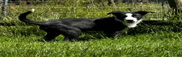 Border Collie dogs for sale: Handsome smooth coated border collie pups in Builth Wells - Advert 4