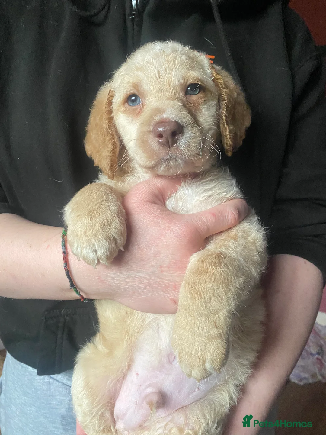 Mixed Breed dogs for sale: Labrador X Sproodle - Advert 23