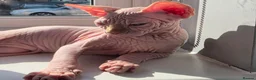 Sphynx cats for sale: Last 2 Beautiful Sphynx Boys Available 💙💚 - Advert 20