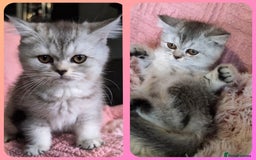 British Shorthair cats for sale: 🐾❣️ Beautiful BSH last Girl 💕 PEDIGREE - Image 12
