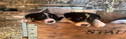 Border Collie dogs for sale: Tri border collie pups  - Advert 4