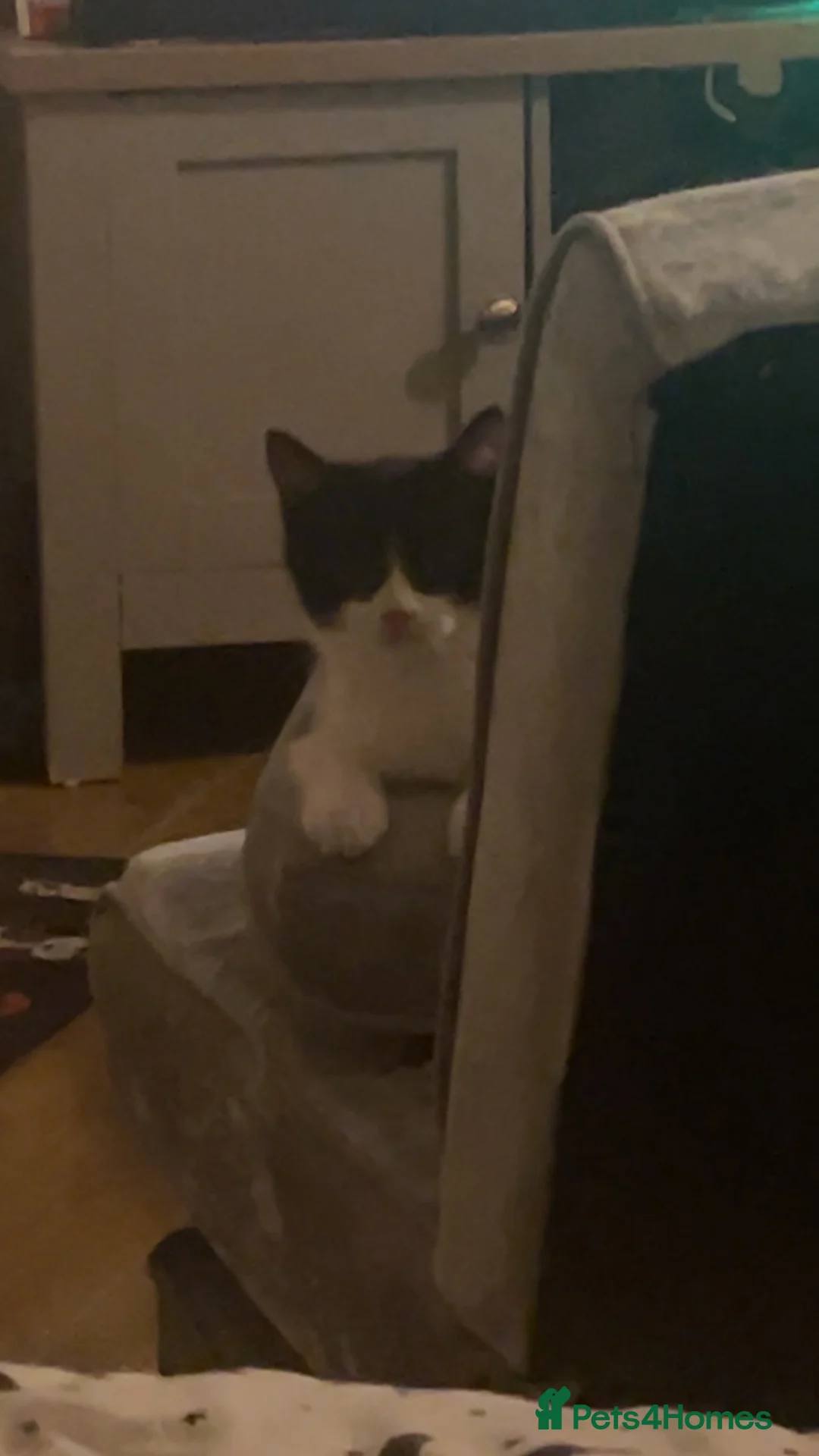 Persian cats for sale: Willow  - Advert 3