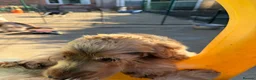 Cocker Spaniel dogs for sale: Adult looking for sofa home  - Advert 3