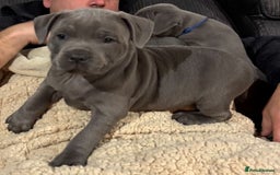 Staffordshire Bull Terrier dogs for sale: Purebred blue Staffordshire Bull terrier puppies - Image 4
