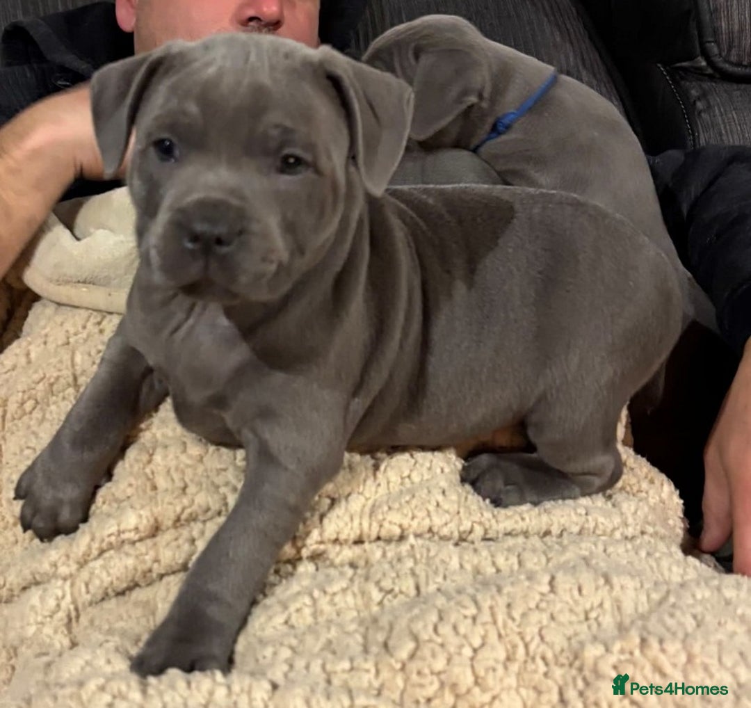 Staffordshire Bull Terrier dogs for sale: Purebred blue Staffordshire Bull terrier puppies - Image 4