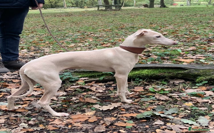 Italian Greyhound dogs in Leeds - Advert 1
