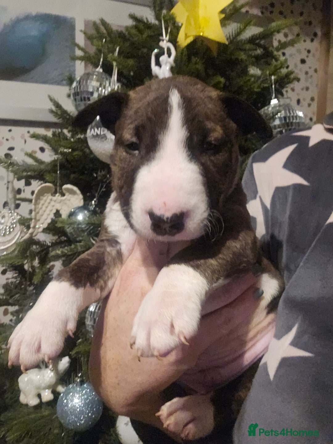 English Bull Terrier dogs for sale: Top Quality KC English Bull Terrier Puppies - Advert 2