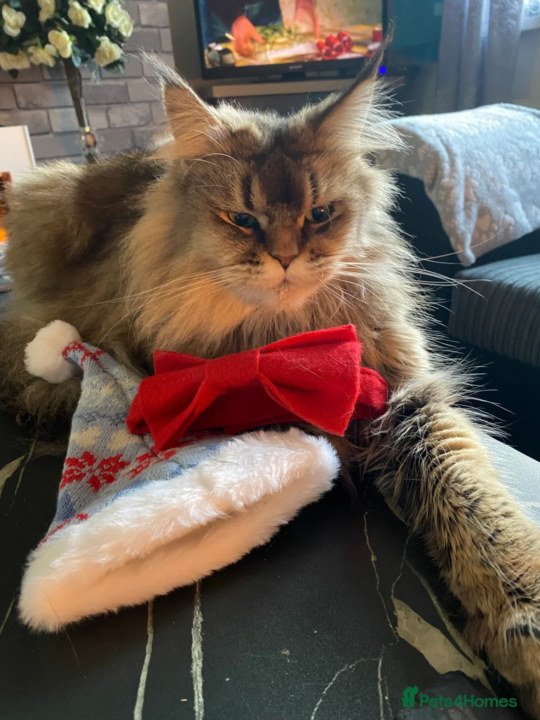 Maine Coon cats for sale: Maine coon female  in Wakefield - Advert 4