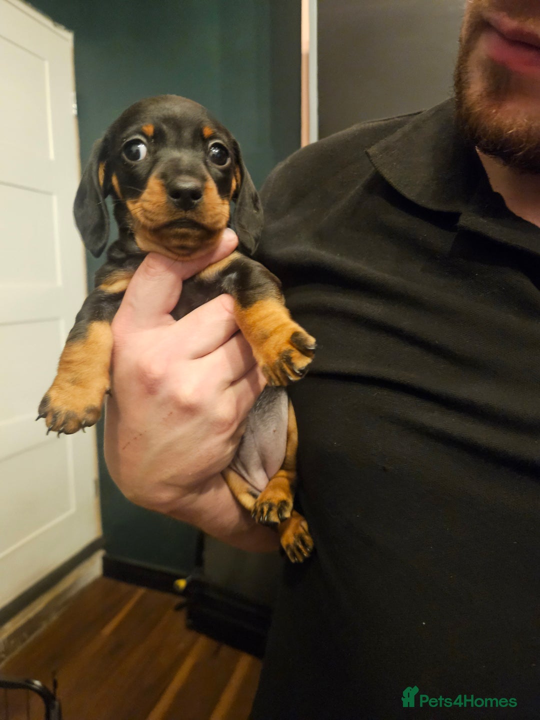 Miniature Dachshund dogs for sale: Miniature Dachshund puppies - Image 15