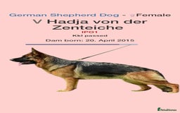 German Shepherd dogs for stud: KC Registered German Shepherd Stud in Stafford - Image 14