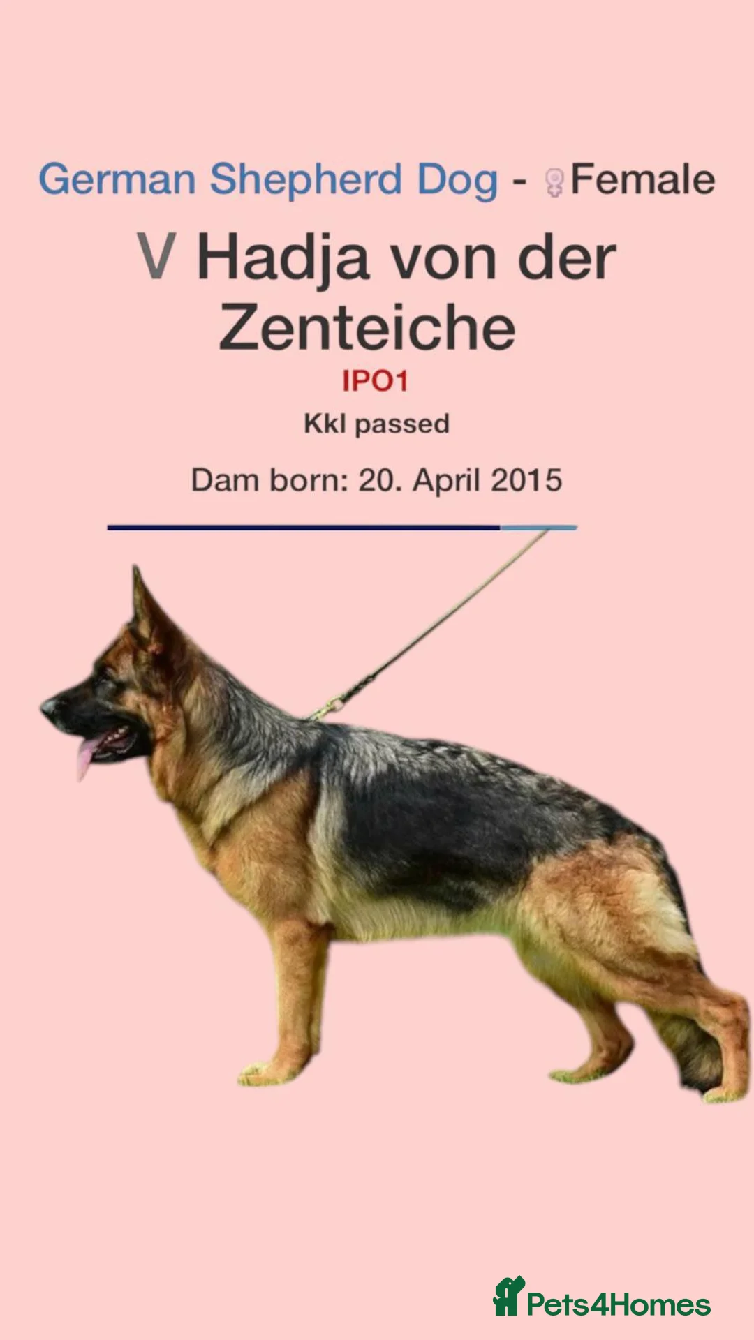 German Shepherd dogs for stud: KC Registered German Shepherd Stud in Stafford - Advert 14