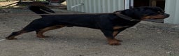 Rottweiler dogs for sale: Stunning Rottweiler Puppies  - Advert 5