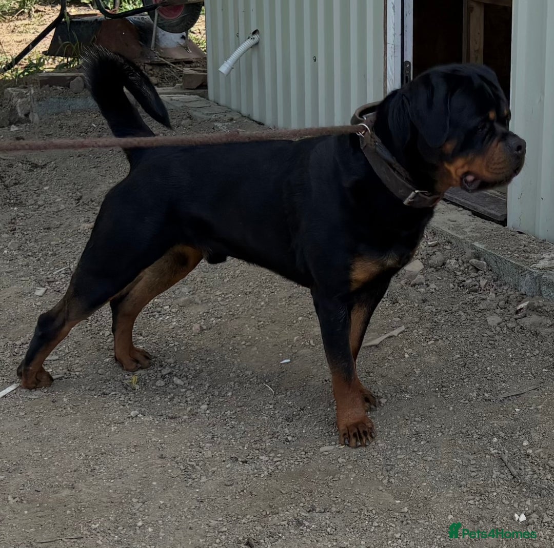 Rottweiler dogs for sale: Stunning Rottweiler Puppies  - Advert 5