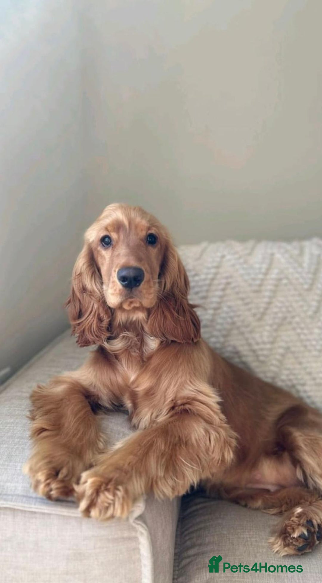 Cockapoo dogs for sale: 2 male cockapoo puppies for sale  - Advert 10