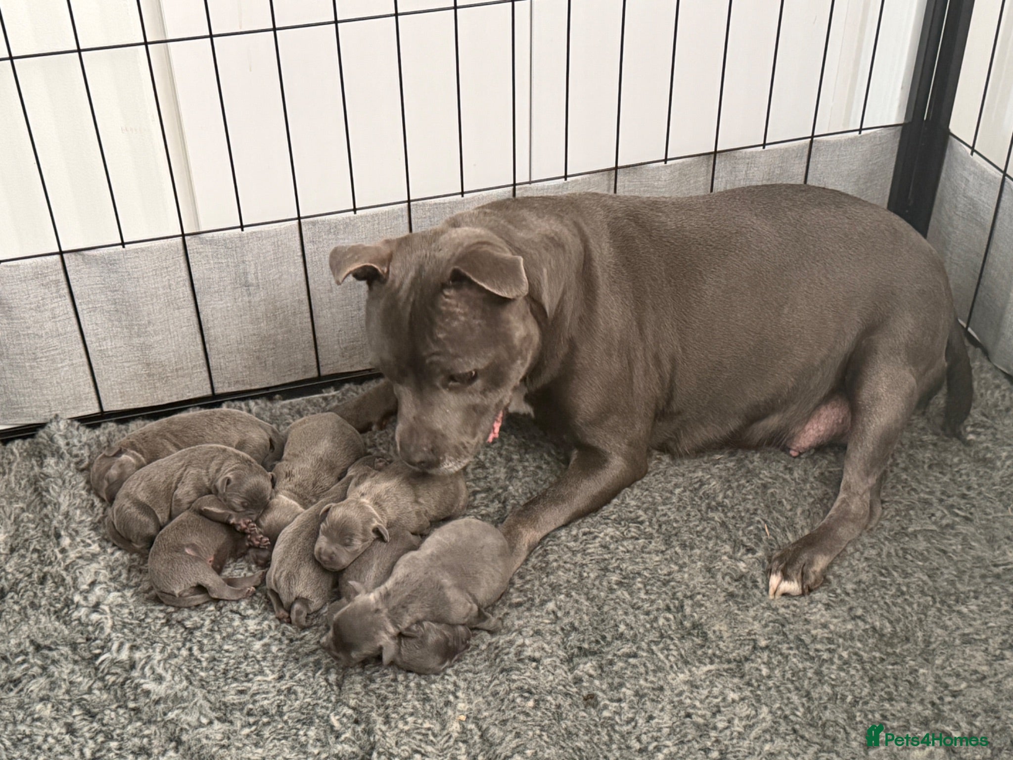 Staffordshire Bull Terrier dogs Blue Staffordshire Bull Terrier Puppies - Advert 2