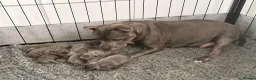 Staffordshire Bull Terrier dogs for sale: Blue Staffordshire Bull Terrier Puppies - Advert 2