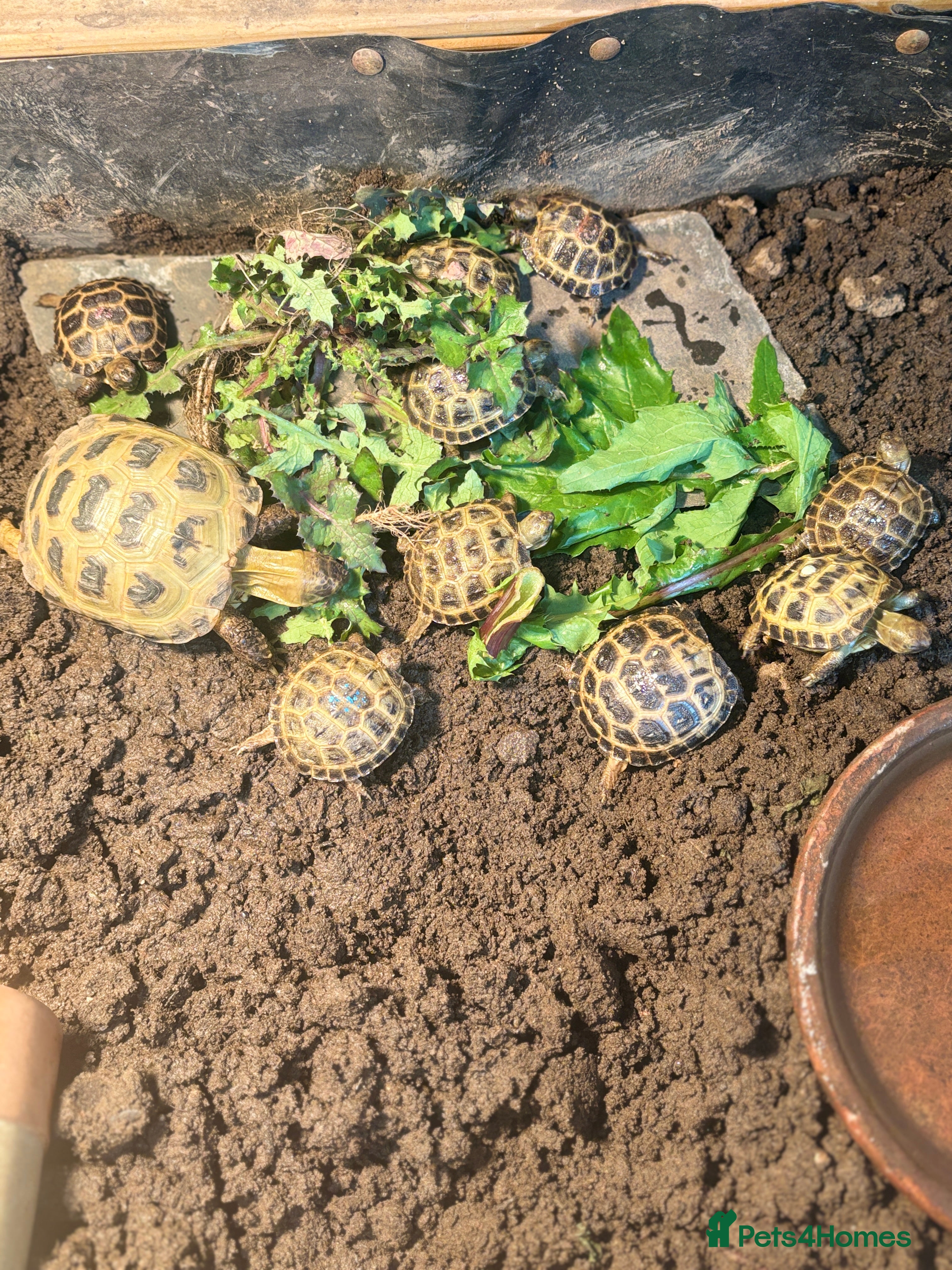 Tortoise reptiles Baby Horsefield Tortoises LAST FEW REMAINING - Advert 16