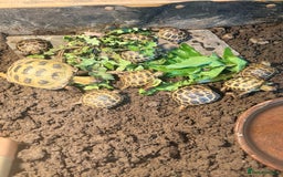 Tortoise reptiles for sale: Horsefield Tortoise Hatchlings for Sale - Image 1