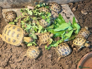 Tortoise reptiles - Advert 10