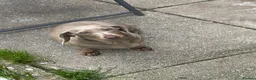 Miniature Dachshund dogs for sale: MINI DACHSHUND  - Advert 2