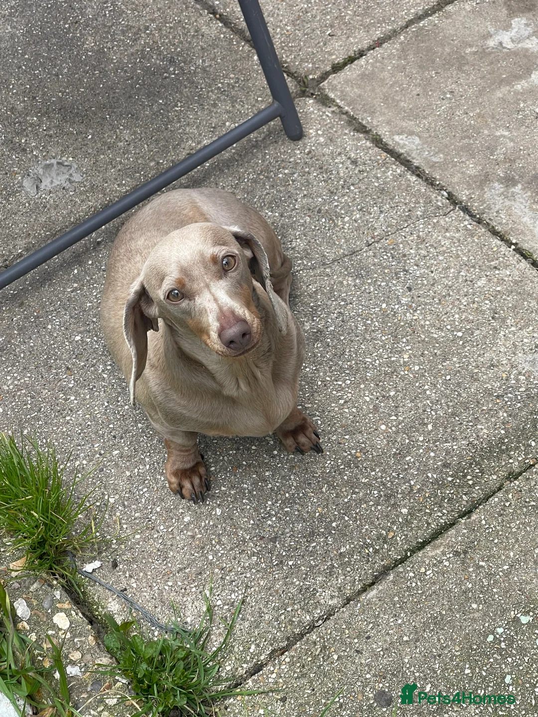 Miniature Dachshund dogs for sale: MINI DACHSHUND  - Advert 2