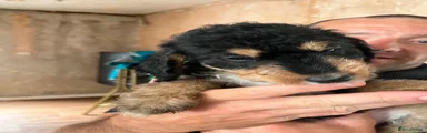 Mixed Breed 3