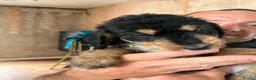 Mixed Breed dogs for sale: 5 mixed breed puppies  - Advert 4