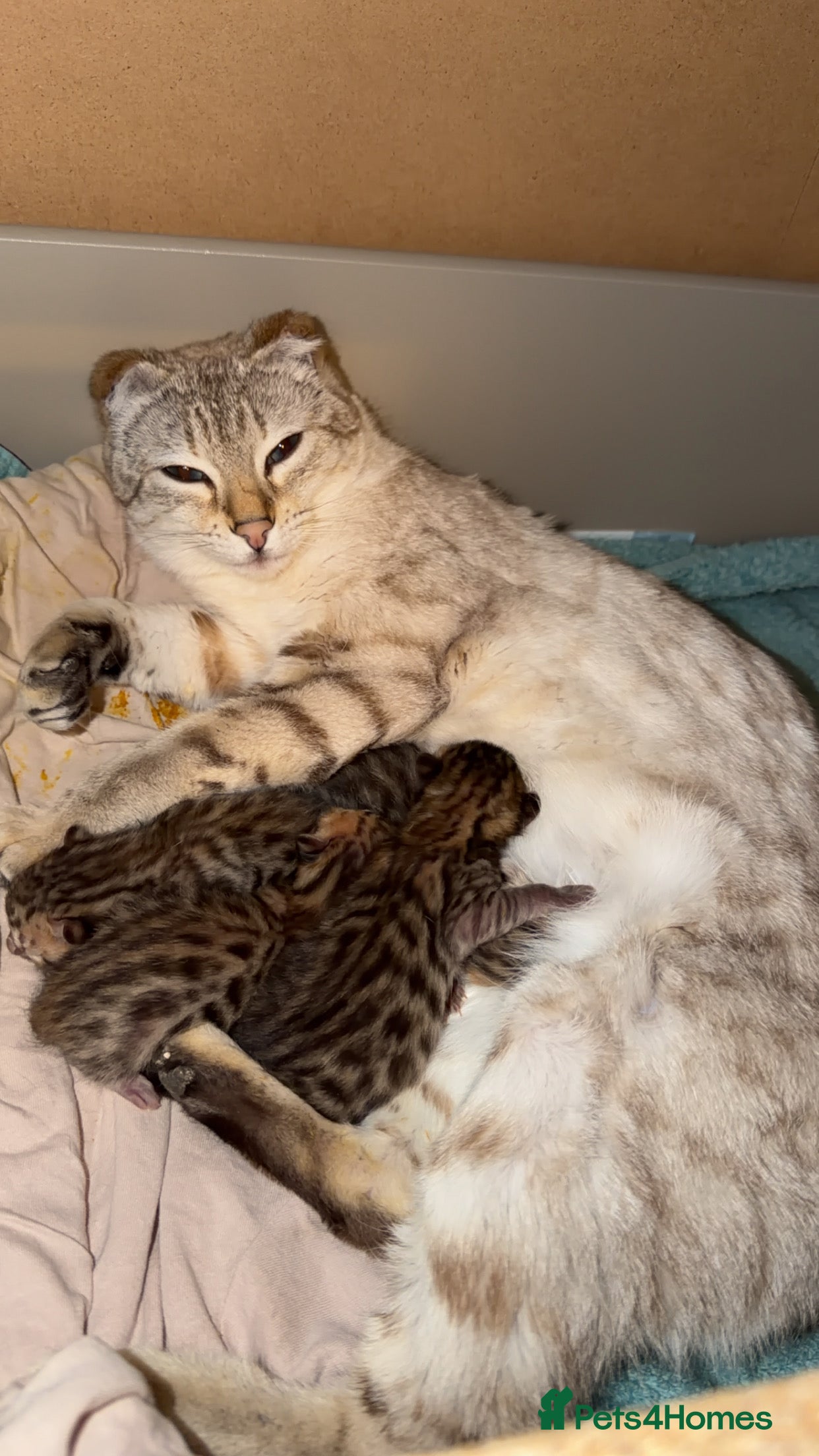 Bengal cats Bengal kittens  - Advert 7