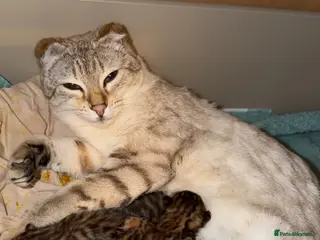 Bengal cats Bengal kittens - Advert 7