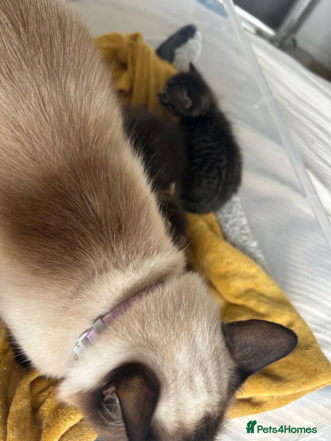 Ragdoll cats for sale: Ragdoll x bengal - Image 9