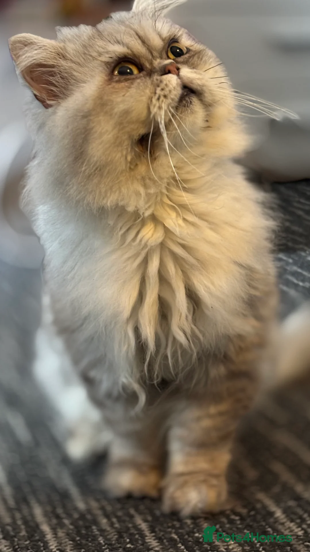 Persian cats for sale: Persian Father and Scottish straight mother  - Advert 4