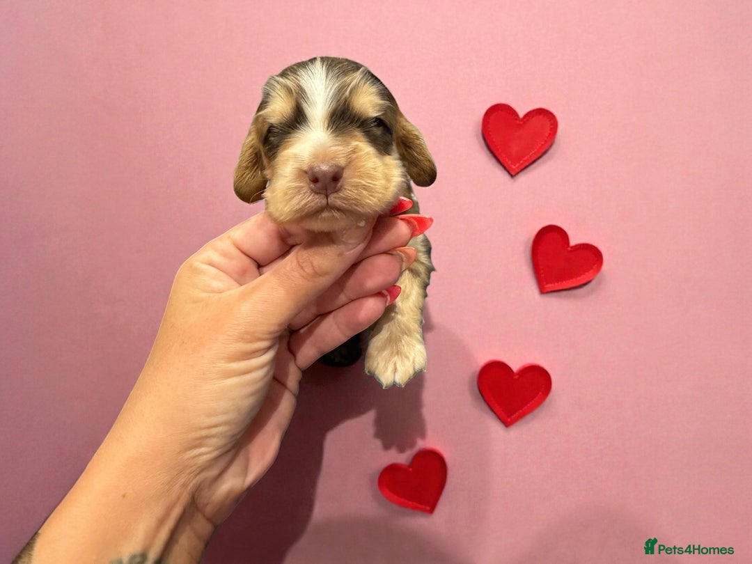 Cockapoo dogs for sale: WAITING LIST OPEN FOR SHOW SPANIELS AND COCKAPOOS - Advert 2