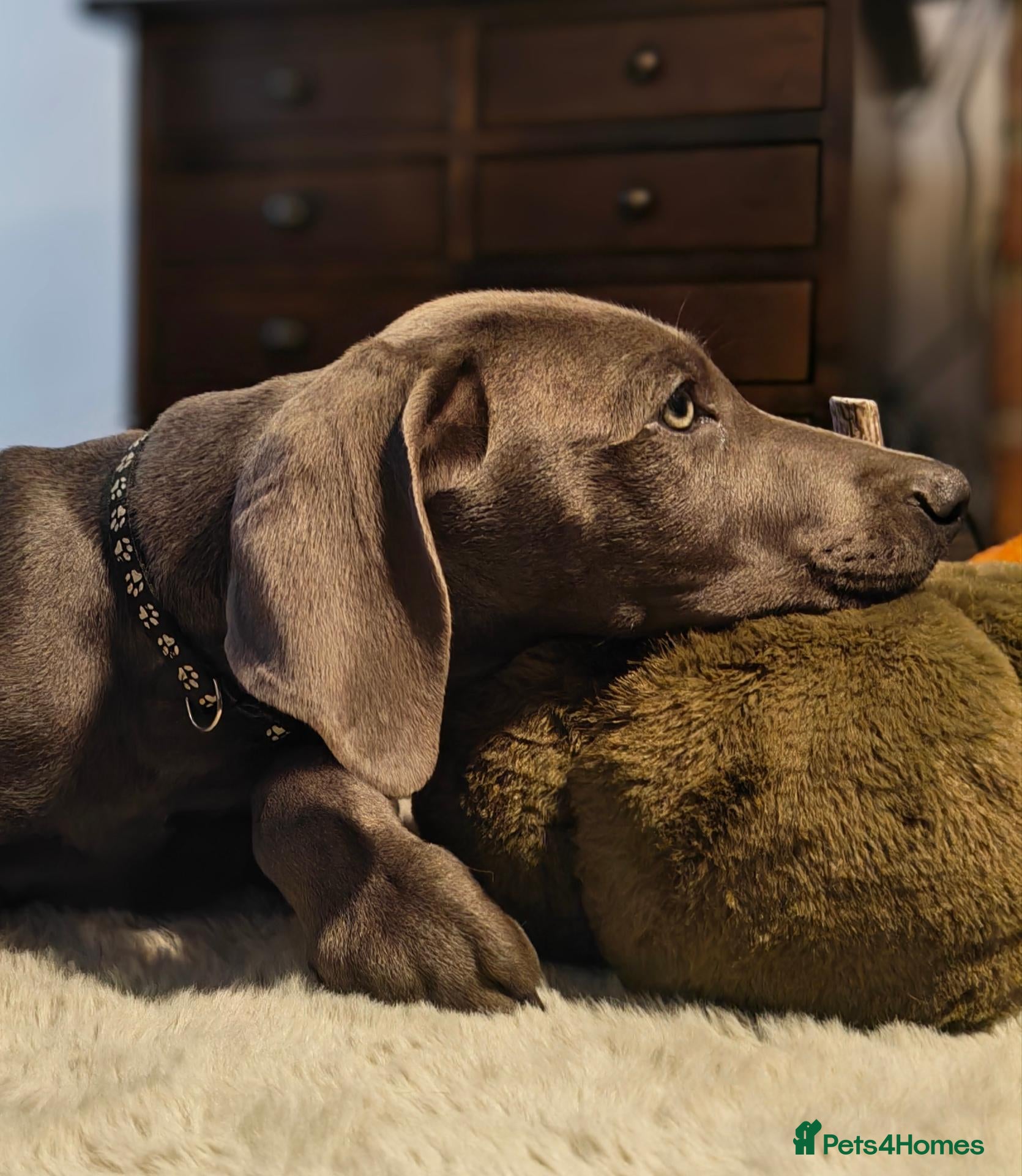 Weimaraner dogs ✨💗 KC REGISTERED WEIMARANER PUPPIES AVAILABLE 💗✨ - Advert 1