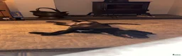 Mixed Breed dogs for sale: Black lab cross looking for new home. - Advert 3