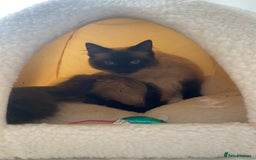 Ragdoll cats for sale: 2 Ragdoll sisters  for adoption  - Image 7