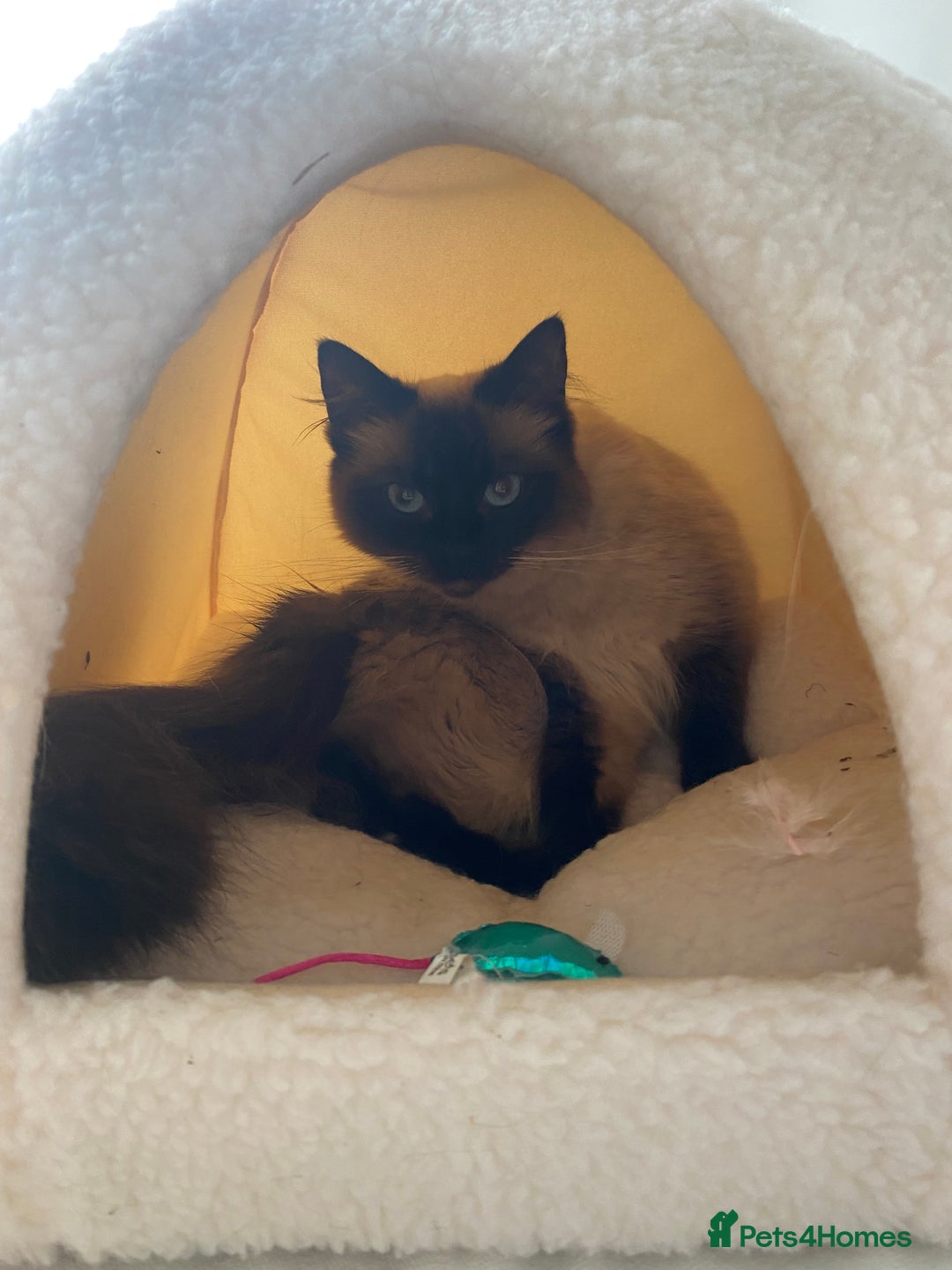 Ragdoll cats for sale: 2 Ragdoll sisters  for adoption  - Image 7