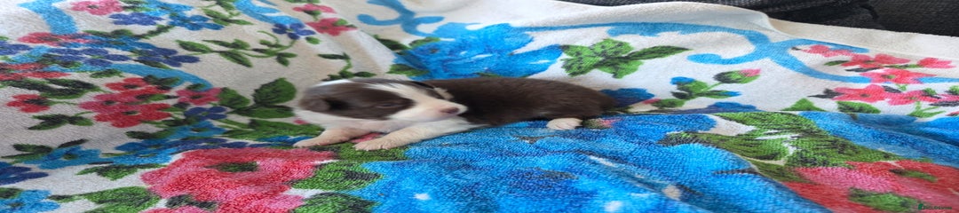 Australian Shepherd Puppy 8