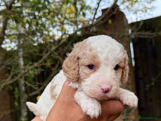 Cavapoo dogs - Advert 20